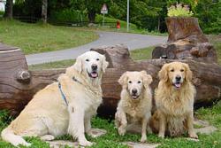 Clic pour agrandir l'image (950x633 pixels; 124 KB)