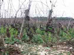 Cliquer pour agrandir l'image (1024x768 pixels; 88 KB)