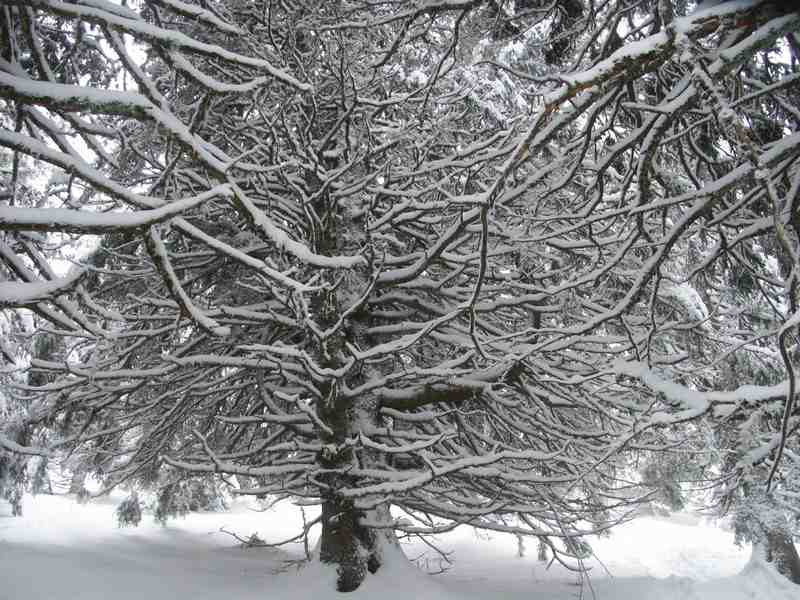 Clic ici pour voir l'image suivante