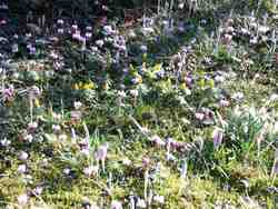 Cliquer pour agrandir l'image (800x600 :  92 KB pixels); 24.02.2004 15:52