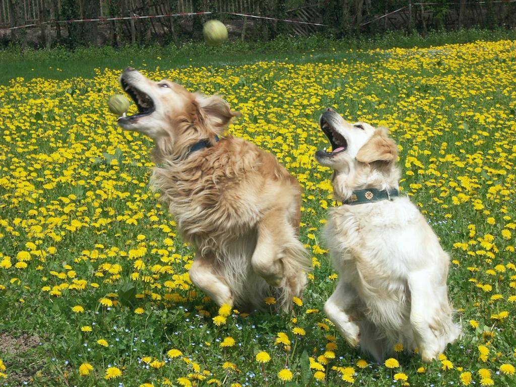 {Clic pour voir plus grand}