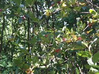 Cliquer pour agrandir l'image (2560x1920 pixels; 14400 KB)