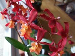 Cliquer pour agrandir l'image (2048x1536 pixels; 9216 KB)