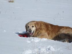 Cliquer pour agrandir l'image (800x600 pixels; 58 KB)