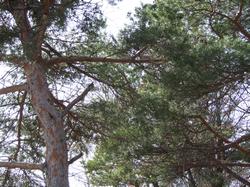 Cliquer pour agrandir l'image (800x600 pixels; 209 KB)