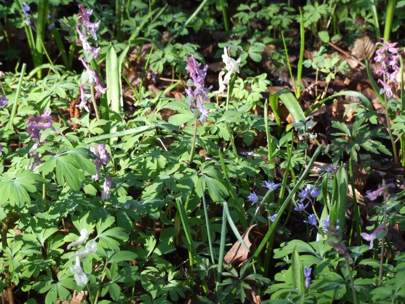 Cliquer pour voir l'image suivante