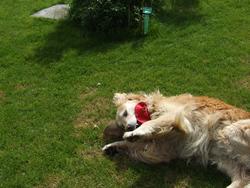 Cliquer pour agrandir l'image (2592x1944 pixels; 14762 KB)