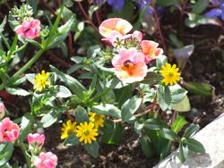 Cliquer pour agrandir l'image (2592x1944 pixels; 14762 KB)