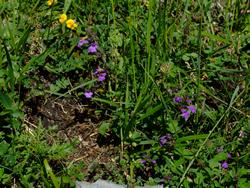 Cliquer pour agrandir l'image (1024x768 pixels; 271 KB)