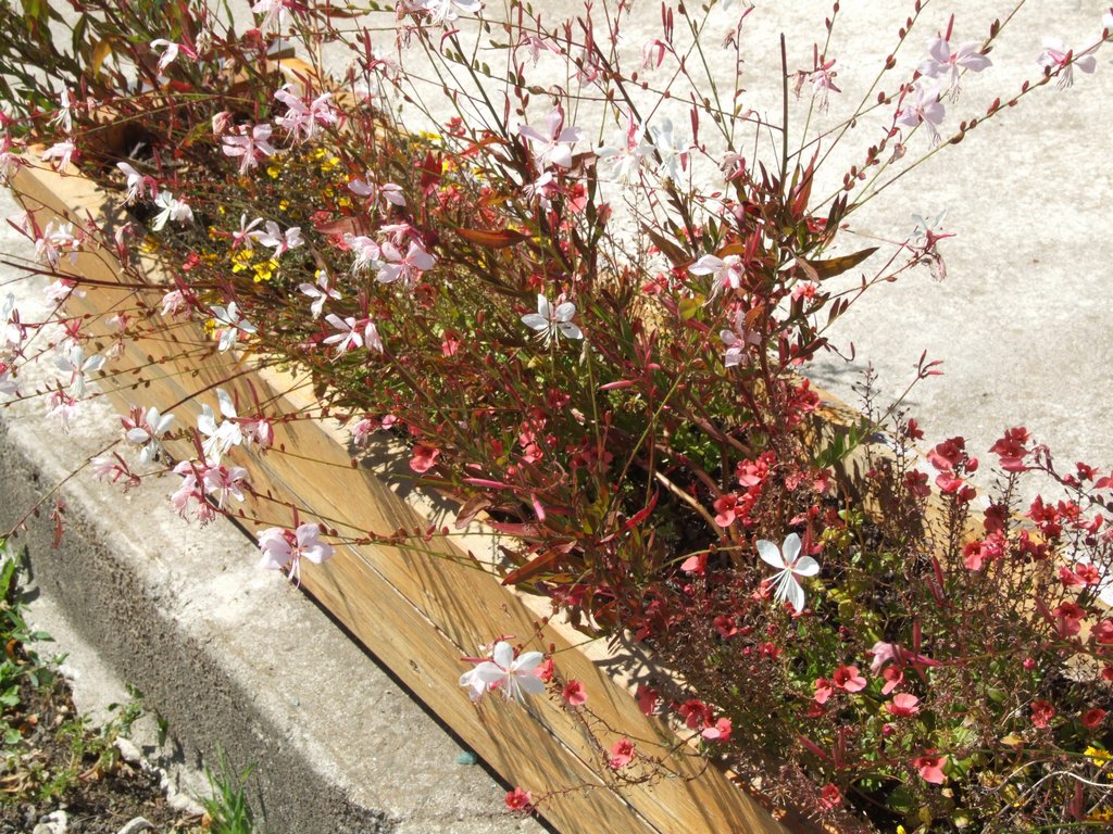 Cliquer pour voir l'image suivante