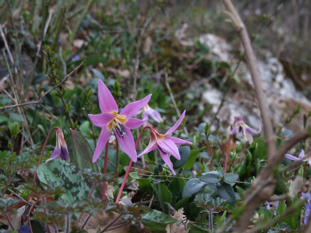 Cliquer pour voir l'image suivante