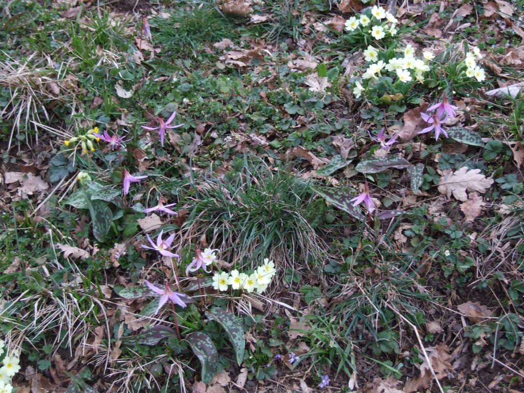 Cliquer pour voir l'image suivante