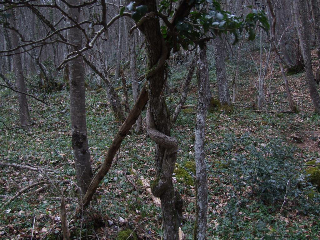 Cliquer pour voir l'image suivante