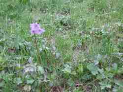 Cliquer pour agrandir l'image (800x600 pixels; 119 KB)