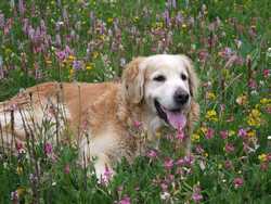 Clic pour agrandir l'�mage (1024x768 pixels; 193 KB)