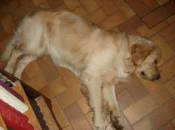 Pour agrandir l'image (1024x768 pixels; 93 KB)