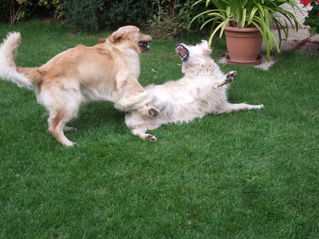 Pour l'image suivante