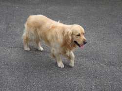 Pour agrandir l'image (800x600 pixels; 125 KB)