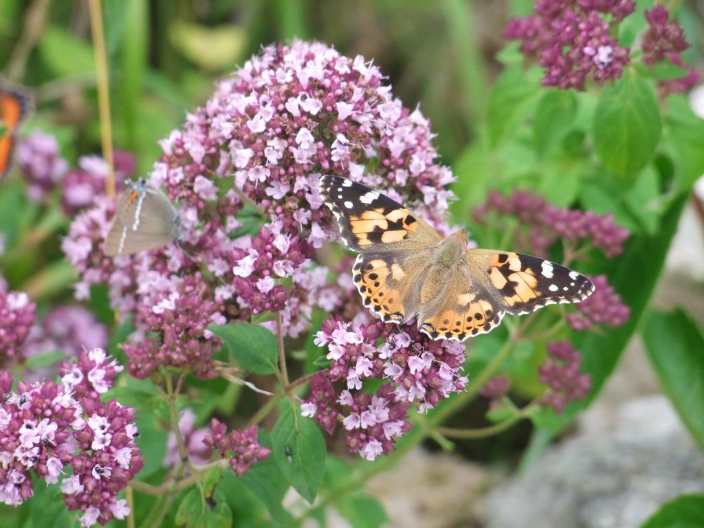 Pour l'image suivante