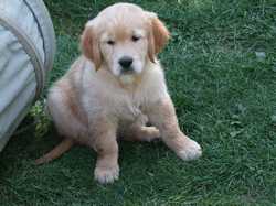 Pour agrandir l'image (1024x768 pixels; 175 KB)