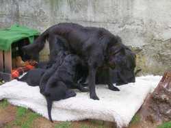 Pour agrandir l'image (1024x768 pixels; 133 KB)