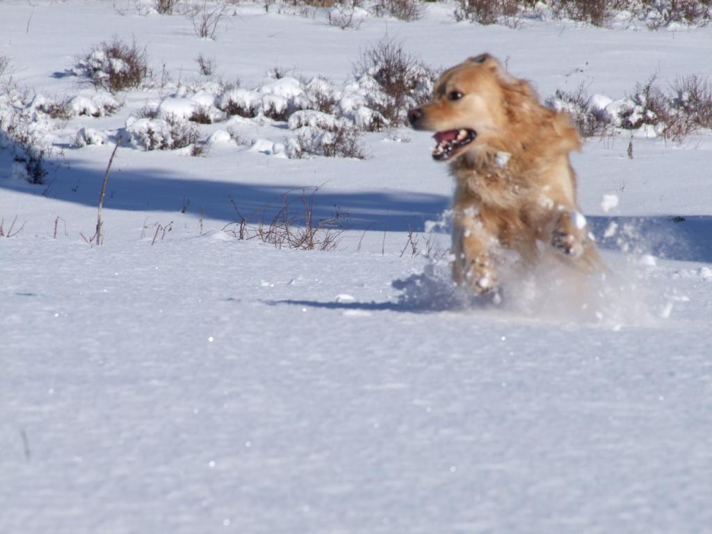 Pour l'image suivante