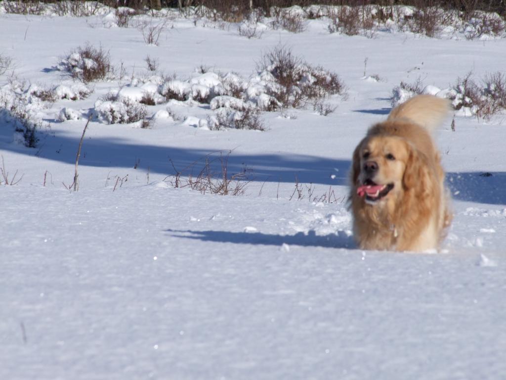 Pour l'image suivante