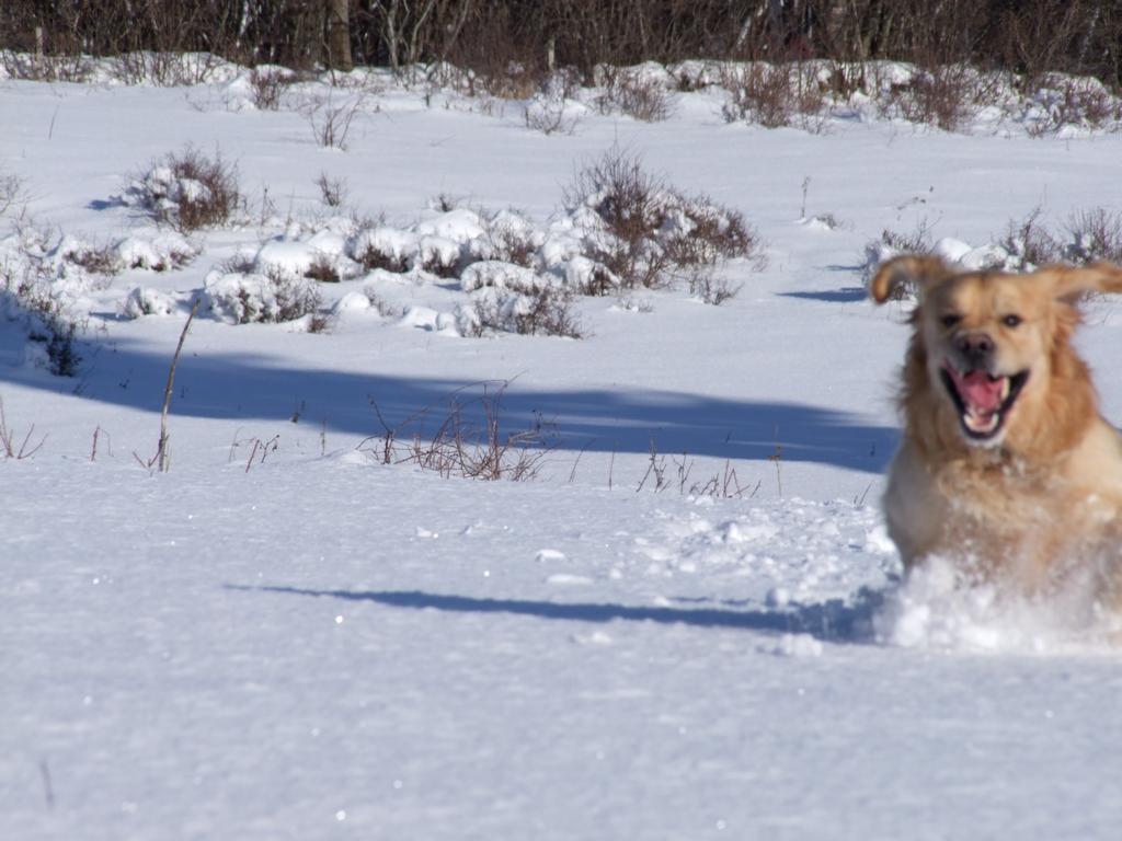 Pour l'image suivante