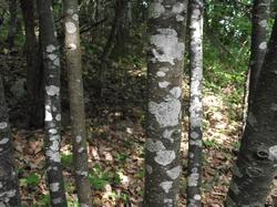 Clic pour agrandir l'image (1024x768 pixels; 211 KB)