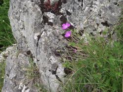 Clic pour agrandir l'image (1024x768 pixels; 247 KB)