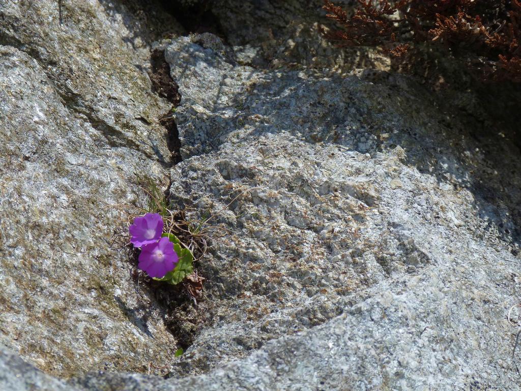 Cliqeu pour voir l'image suivante