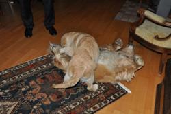 Clic pour agrandir l'image (1024x679 pixels; 70 KB)