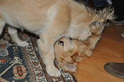 Clic pour agrandir l'image (1024x679 pixels; 73 KB)