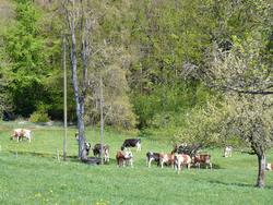 Clic pour agrandir l'image (1024x768 pixels; 265 KB)