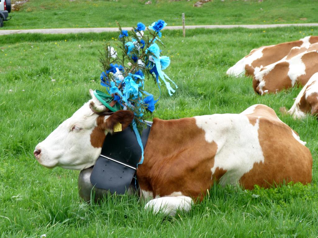 Clic pour l'image suivante