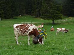 Clic pour agrandir l'image (1024x768 pixels; 146 KB)