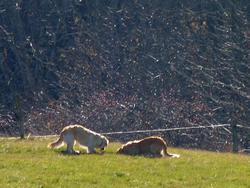 Clic pour agrandir l'image (1024x768 pixels; 167 KB)