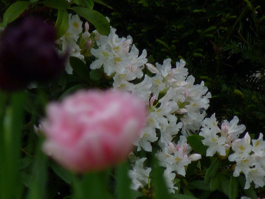 Clic pour l'image suivante