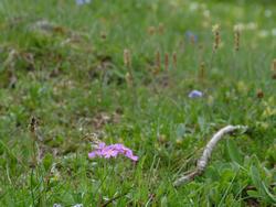 Clic pour agrandir l'image (1024x768 pixels; 92 KB)