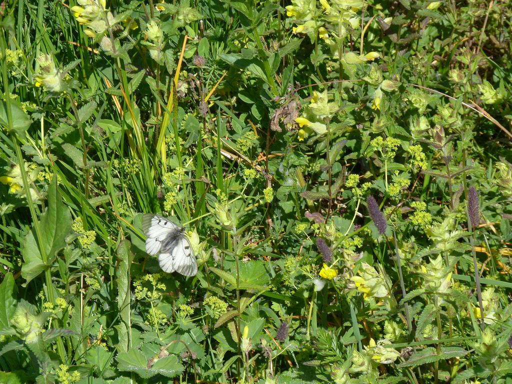 Clic pour l'image suivante