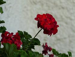 Clic pour agrandir l'image (1024x768 pixels; 60 KB)