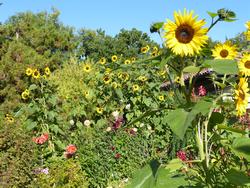 Clic pour agrandir l'image (1024x768 pixels; 253 KB)