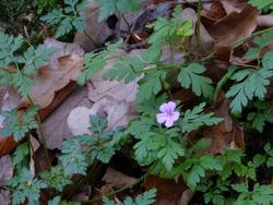 Clic pour agrandir l'image (1024x768 pixels; 116 KB)