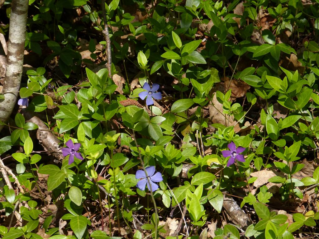 Clic pour l'image suivante