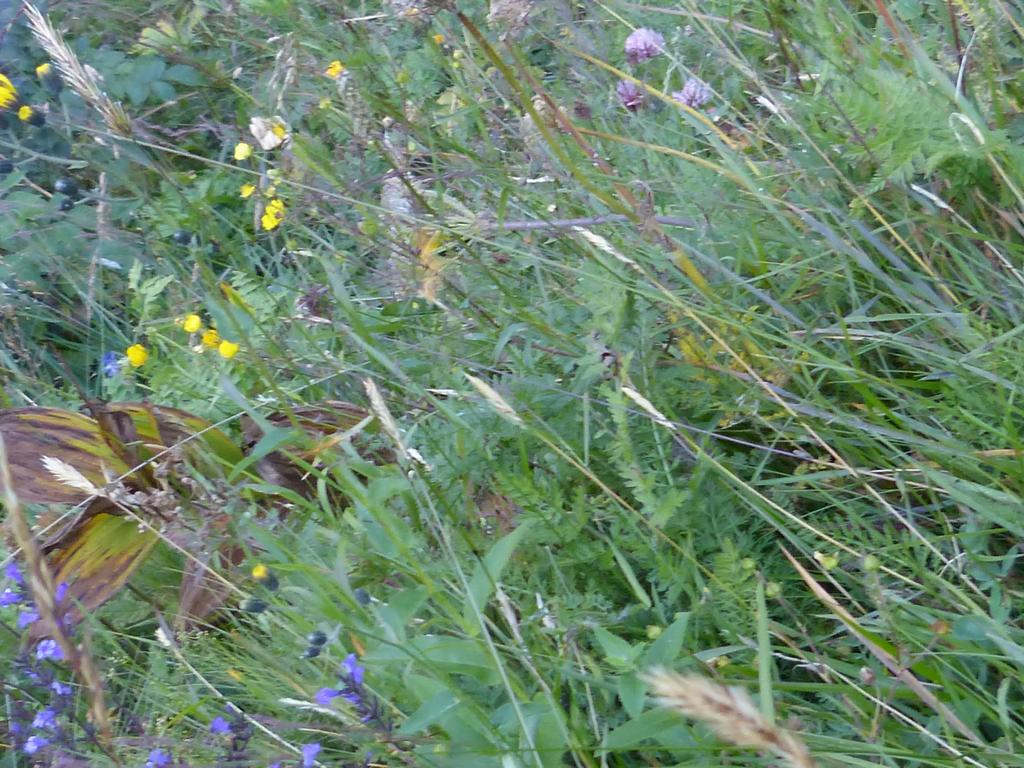 {Clic pour voir plus grand}