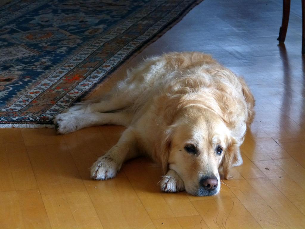 {Clic pour voir plus grand}