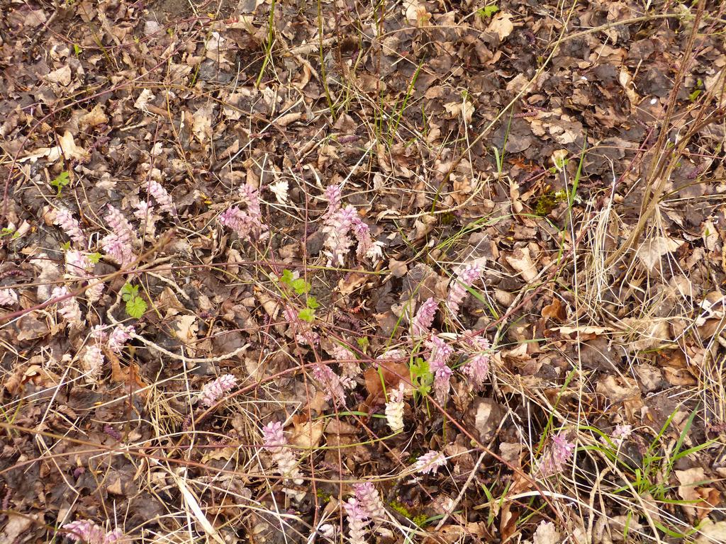 {Clic pour voir plus grand}