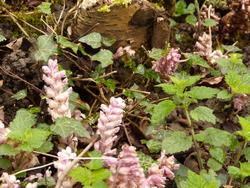 Click to see big picture (1024x768 pixels; 169 KB)