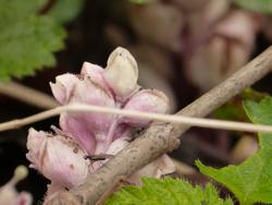 Click to see big picture (1024x768 pixels; 81 KB)