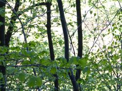 Click to see big picture (1024x768 pixels; 195 KB)